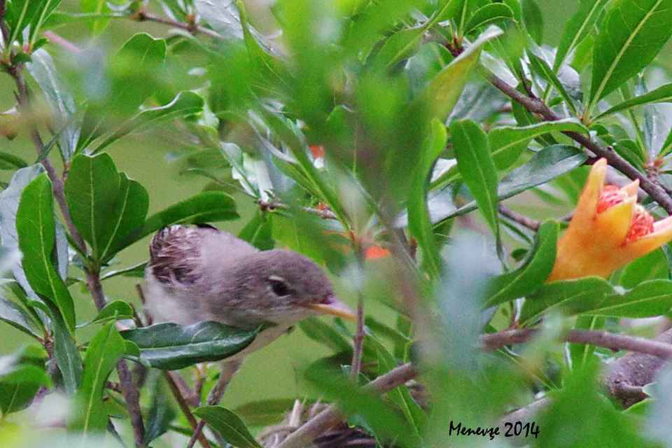Olive-tree Warbler